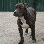 Torco