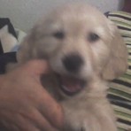 CHISPA