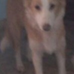 Xena