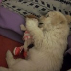 Toby