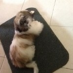 Maia