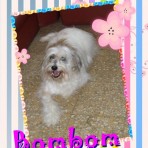 Bombom