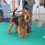 AIREDALE TERRIER