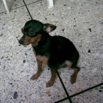 Chicco