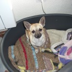 Curro
