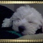Chapis