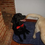 Blacky