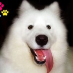Dogui