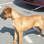 Pumba