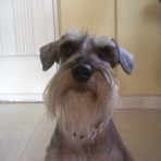 Ruffo jose