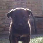 Panchito