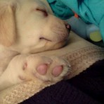 Nala