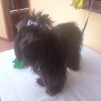 LILI
