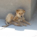Simba