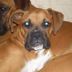 Lila