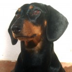 Perdita