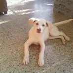 Zeus Rivera Ramos