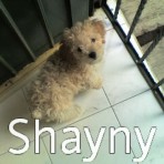 SHAYNY