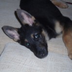 Cujo