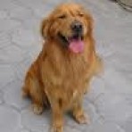 Rocki