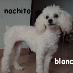 Nacho