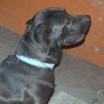 Negro