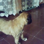 Rex