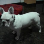Whisky