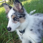 Mika