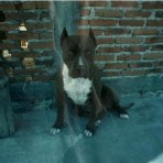 Aquiles