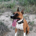 Tula