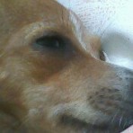 Pato