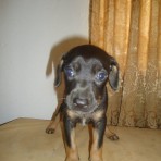 Lupe