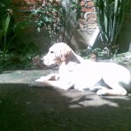 Brisa