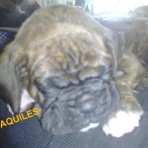 AQUILES