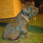 Troya