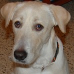 Rufo