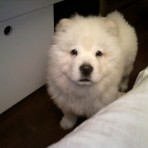 Jacky