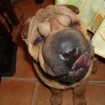 Rosca