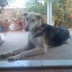 Toby