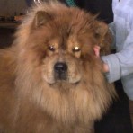 Oso