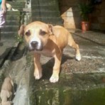Aslan