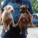 Dylon y killer