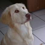 Sherry
