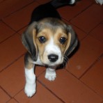 BRUNO