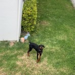 Tyron