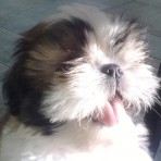 Gizmo