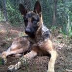 Comandante