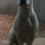 Chulo