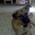 Majo